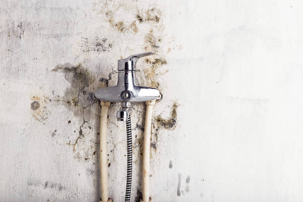Best Mold Damage Repair  in Hanover Park, IL