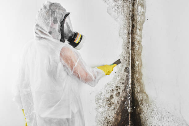 Mold Testing and Removal in Hanover Park, IL