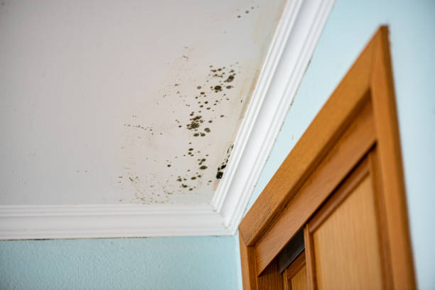 Best Mold Testing and Removal  in Hanover Park, IL