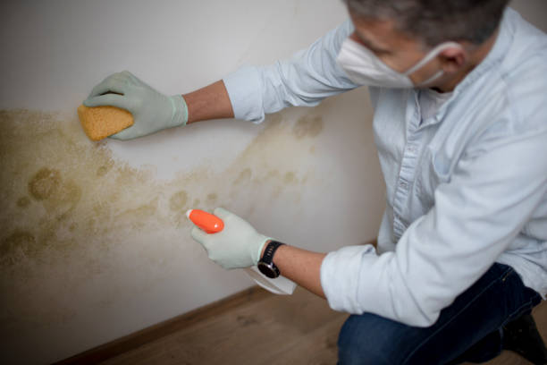 Best Attic Mold Removal  in Hanover Park, IL